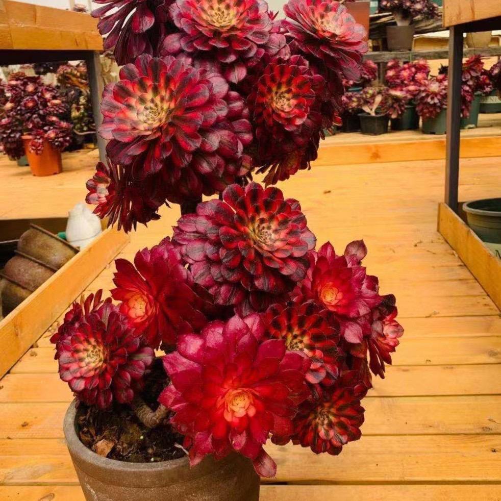 七彩双姑娘园艺店