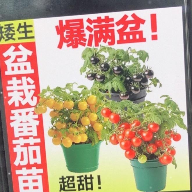 荣荣家的花