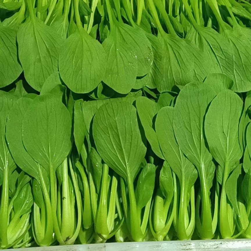 南通叶菜优选供应链