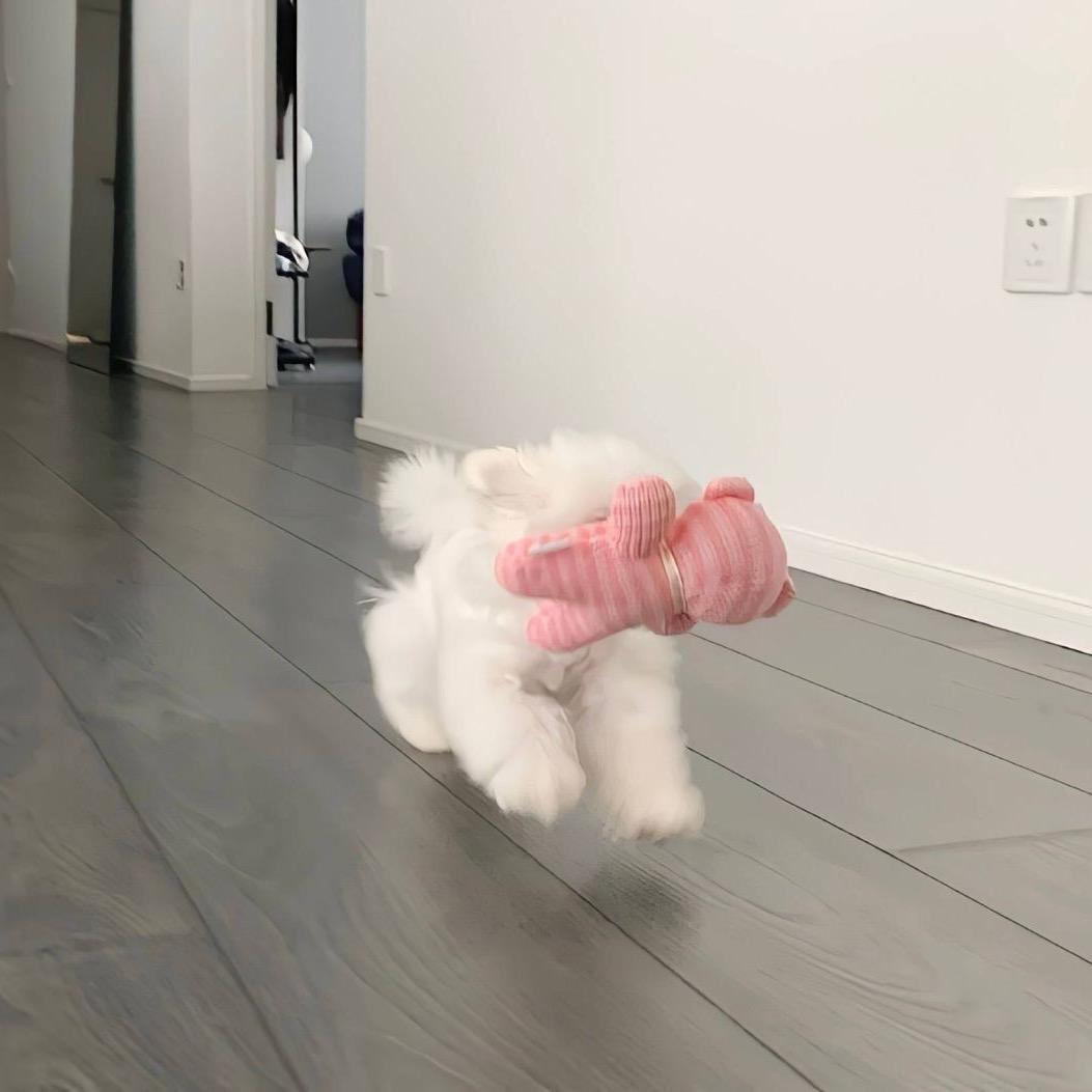 你是不是油猫饼🫓