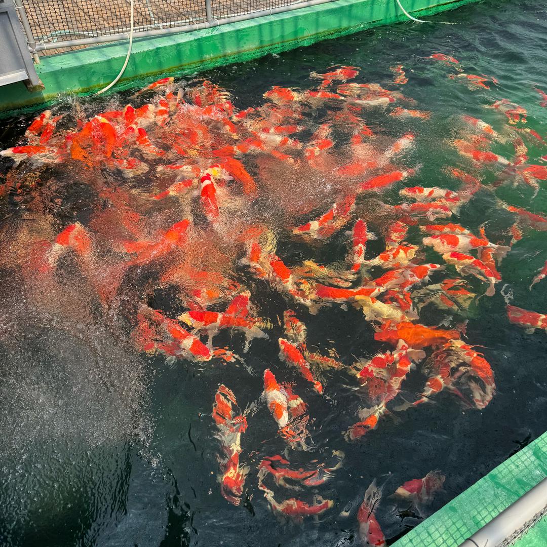 花卉水族
