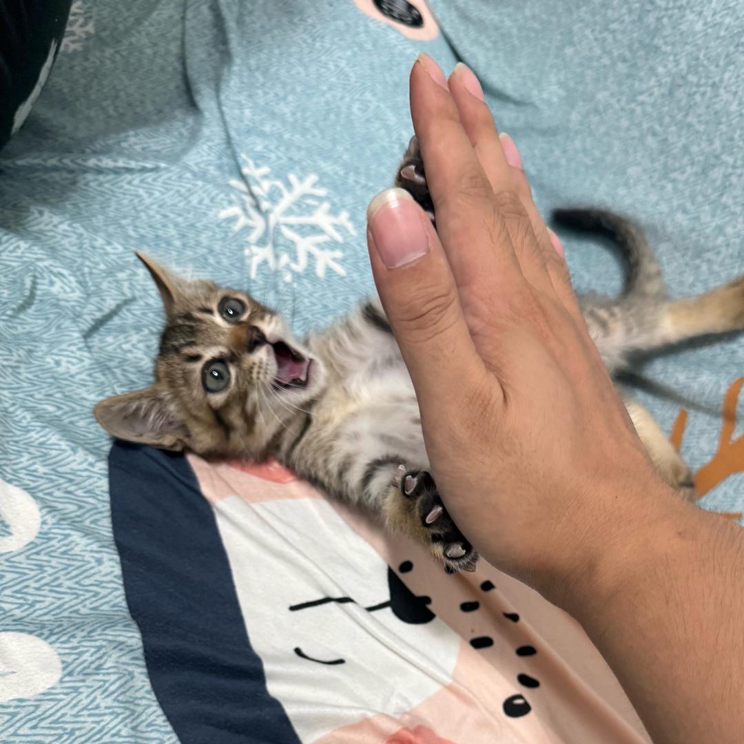 夏风