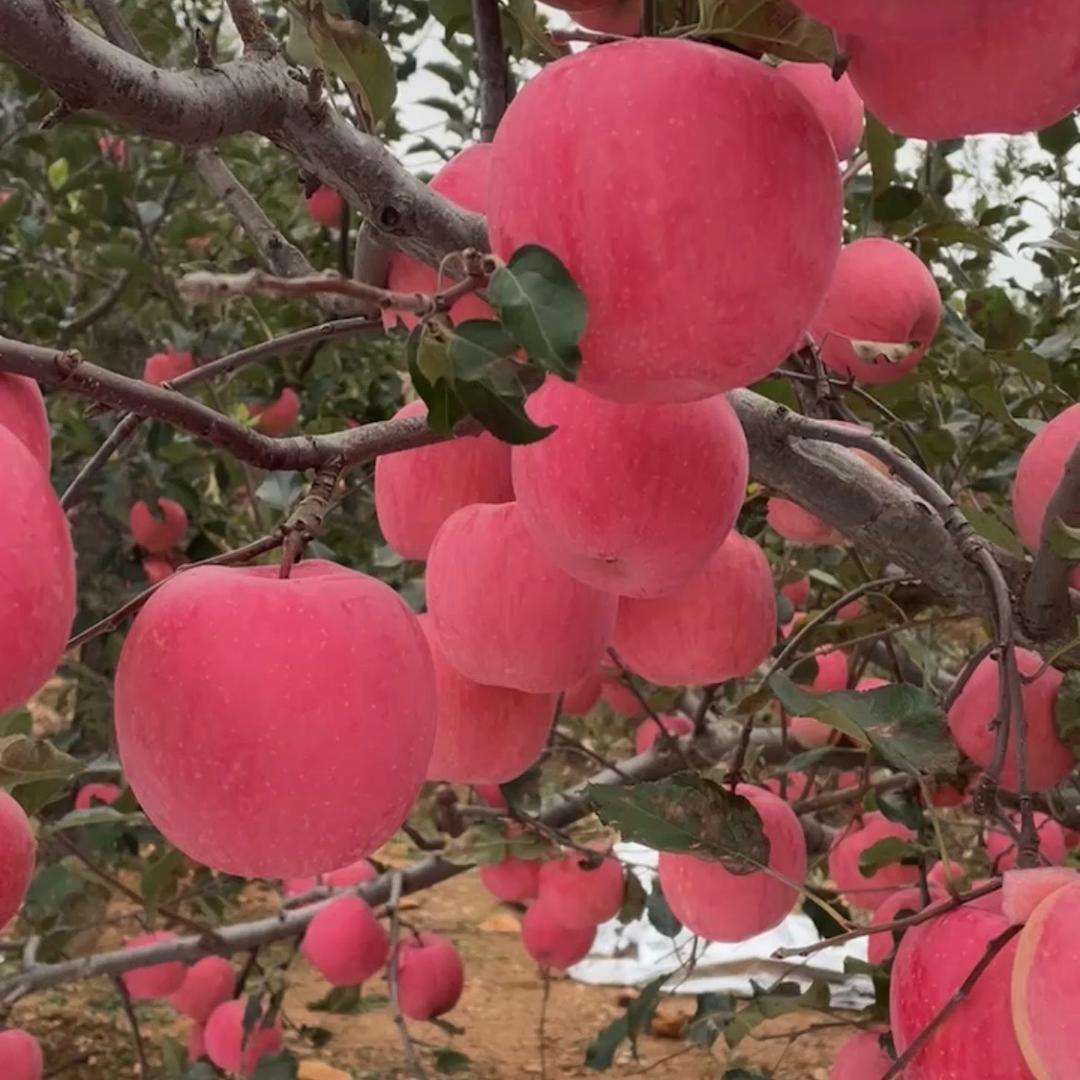 绥中代办雷子水果