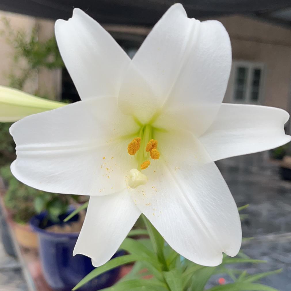 王芬