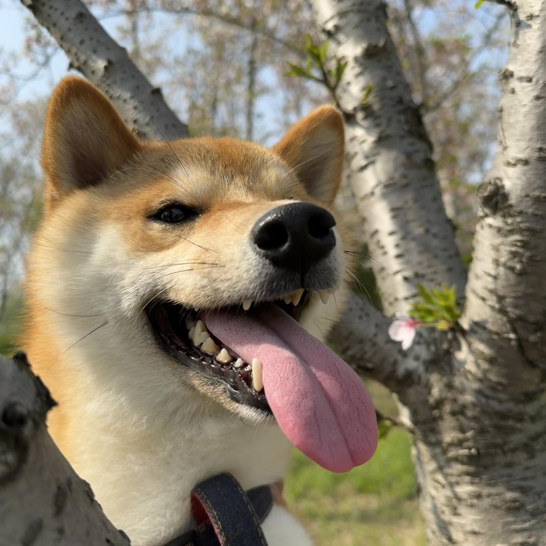 棒棒的船长