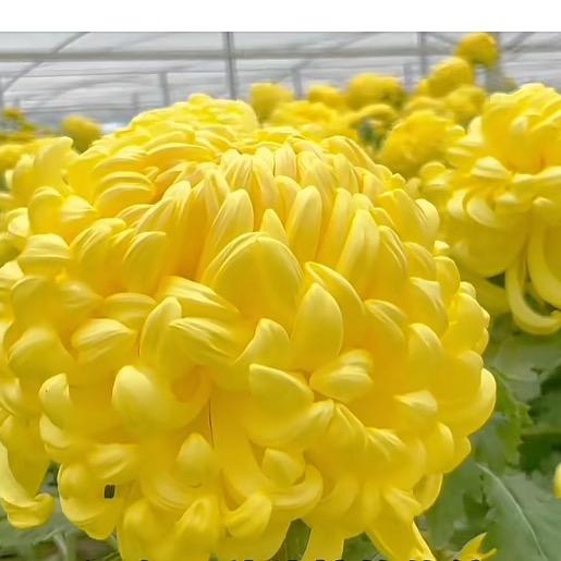 菊花会开裂