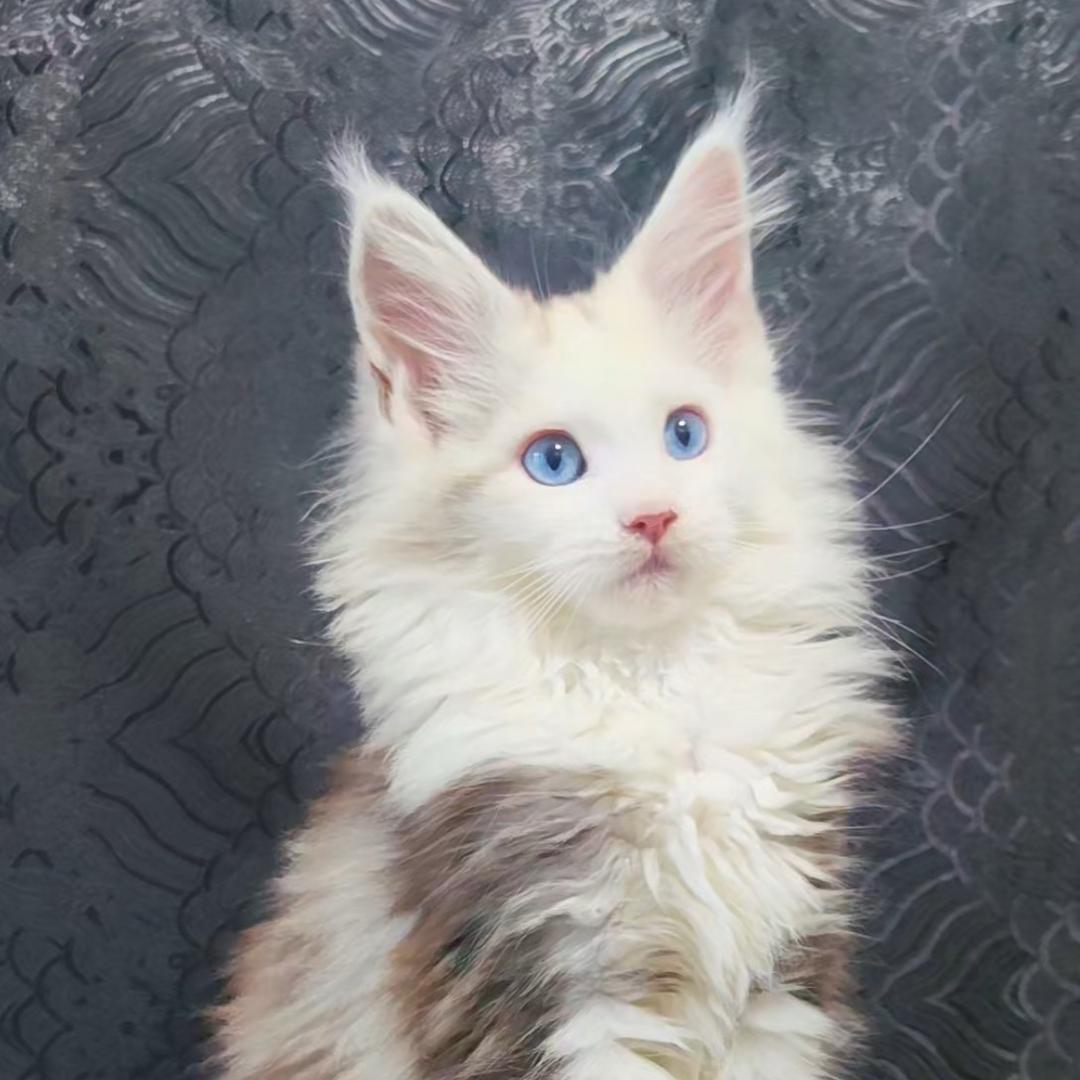 御猫苑✨总店直播号