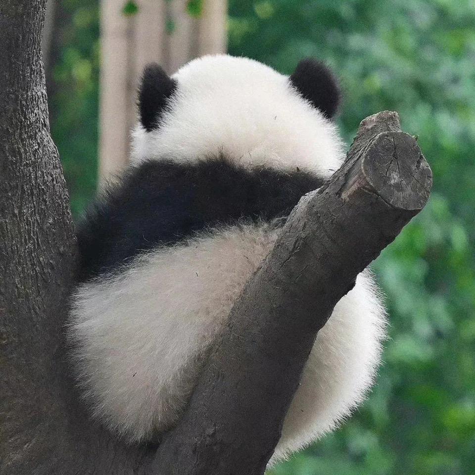 南岘