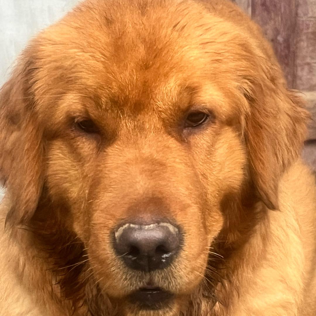 狙鲫手（泡沫逗钓）