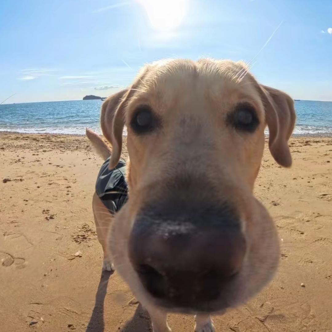 古徳猫宁              🪳