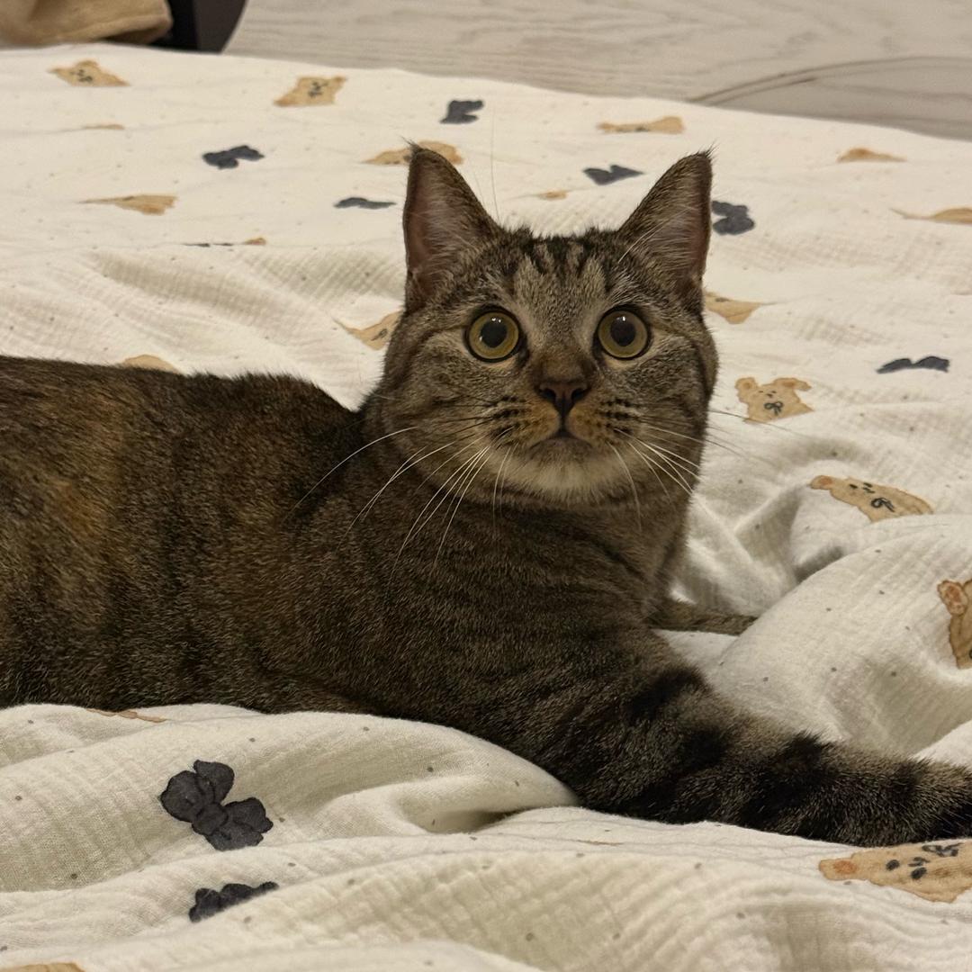 喜欢吃桃子子子