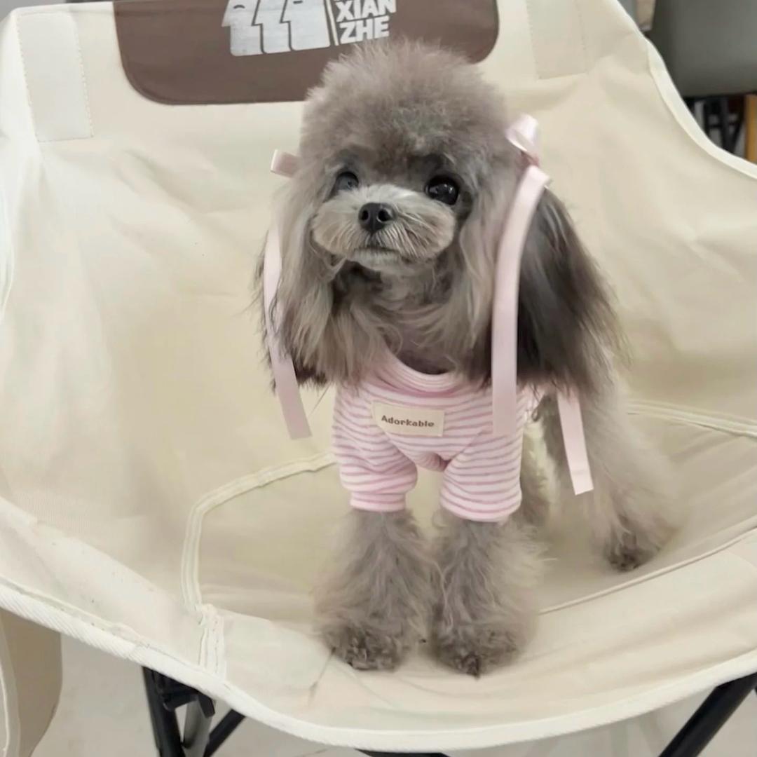 小雨萌宠西安店（于）