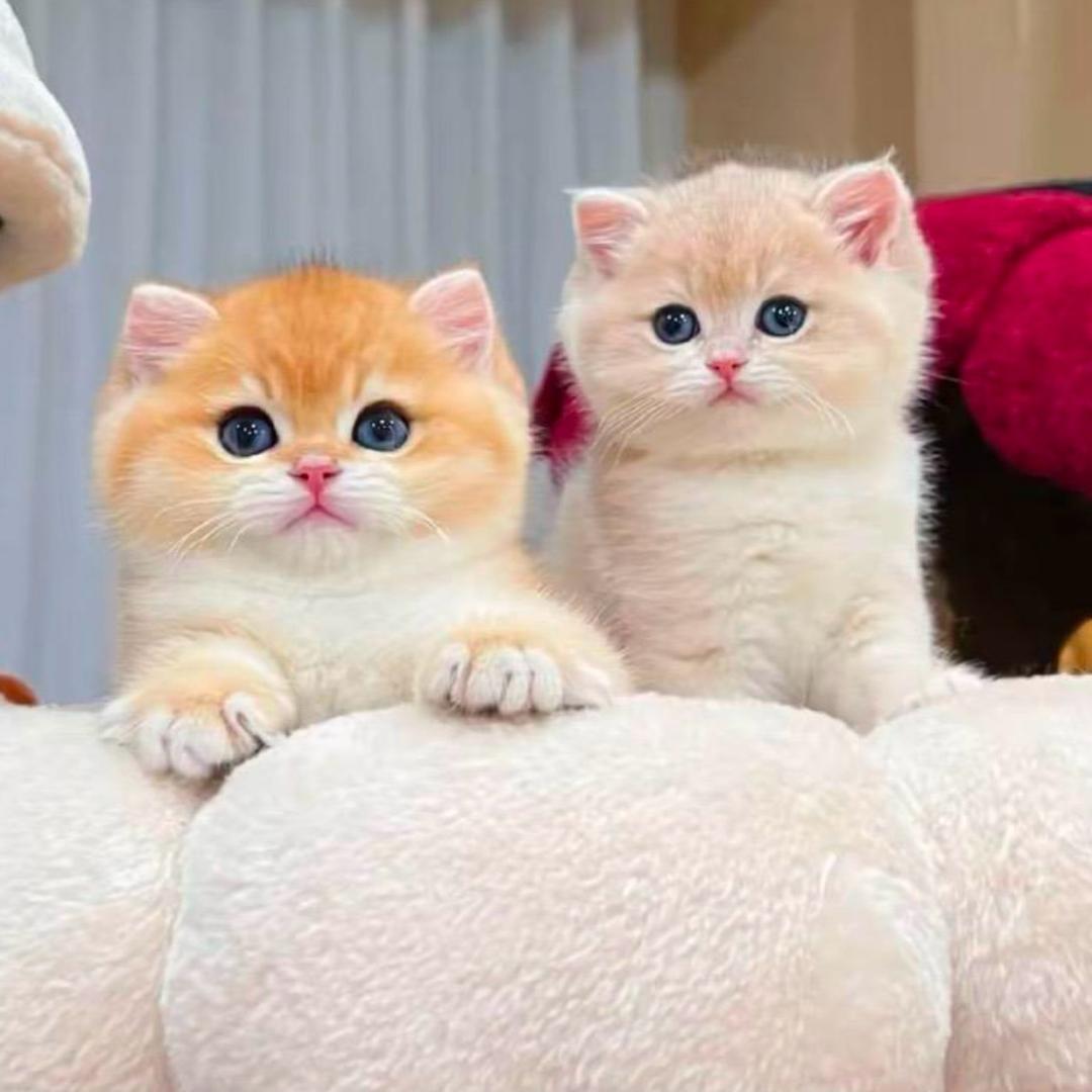 汤姆有只猫