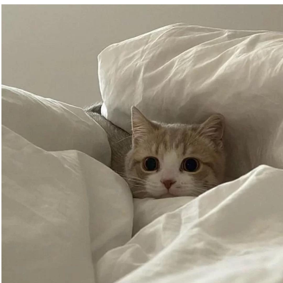 不粘人的香菜、