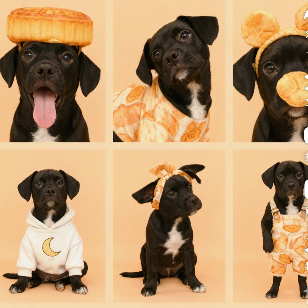 黑色的宝贝🐕‍🦺