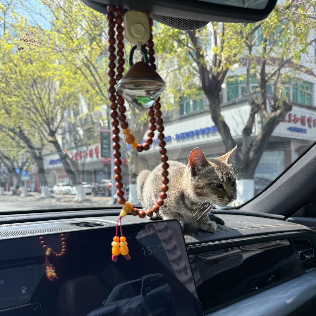 元宝ℳ❥lulny༉ૢ᭄