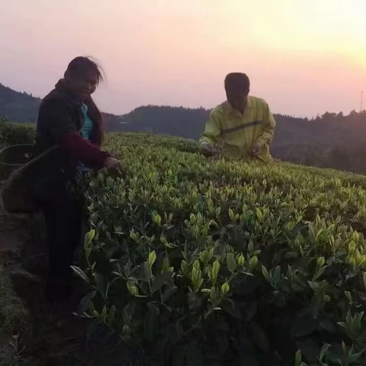 时倾茶叶店
