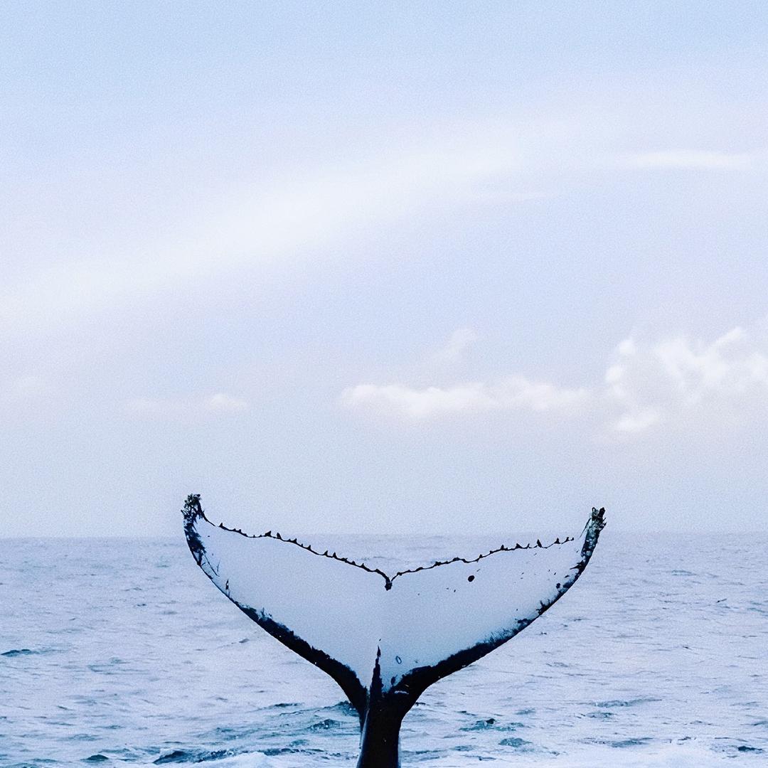 𝙇𝙚𝙨𝙡𝙞𝙚