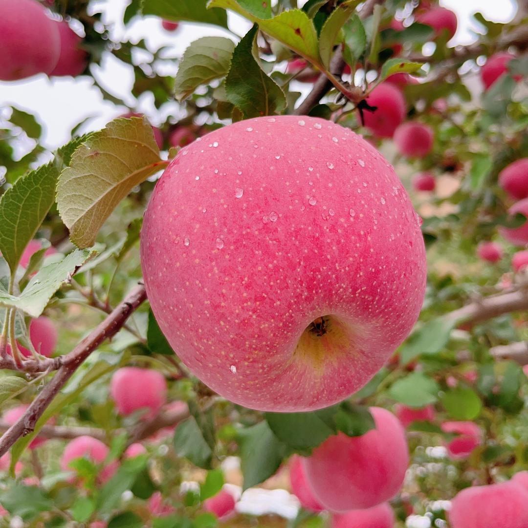 天水特产小小杨