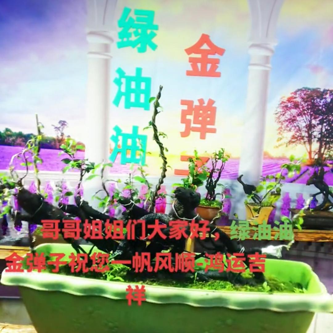 绿油油金弹子