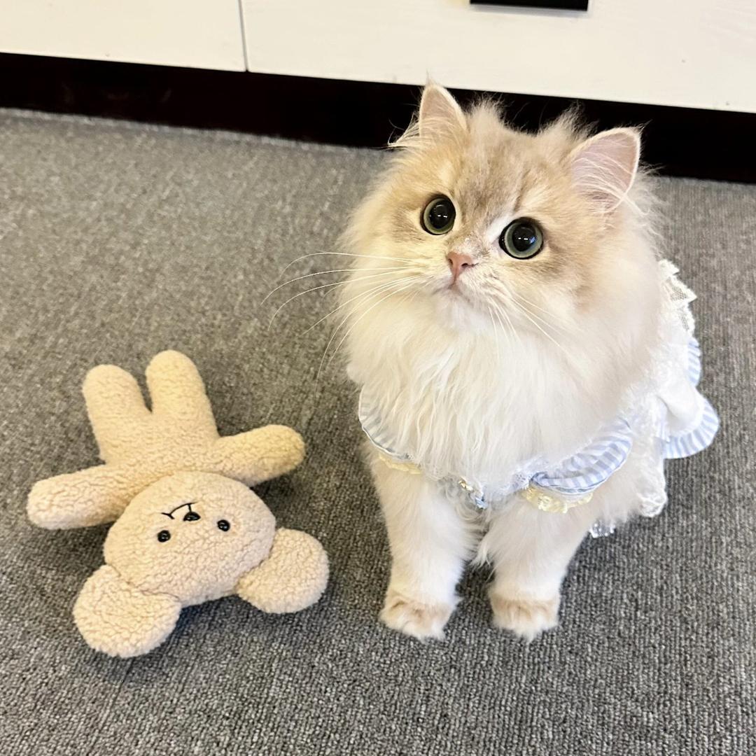 萌主人的宠物屋