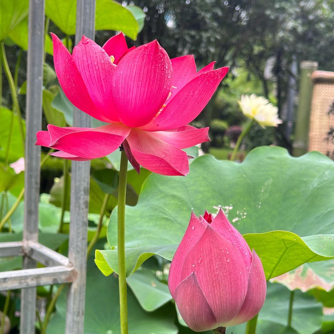 晓蚯蚓