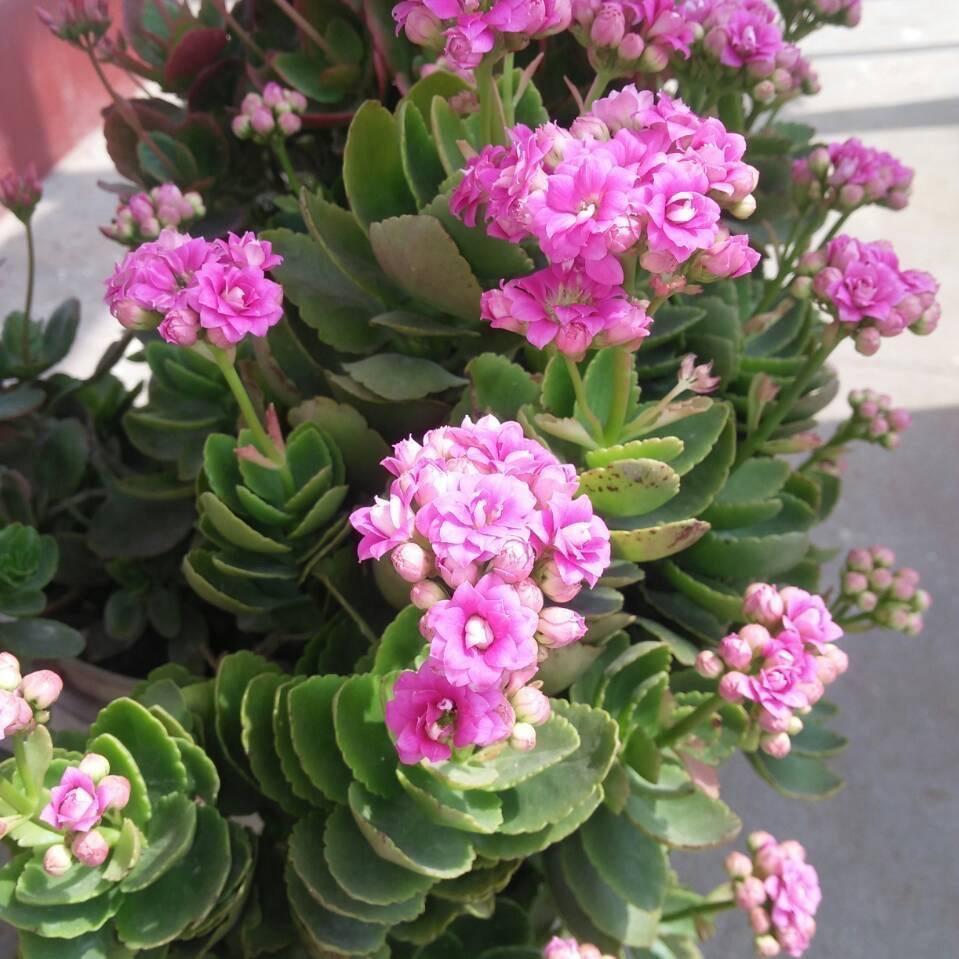 陌上花开。