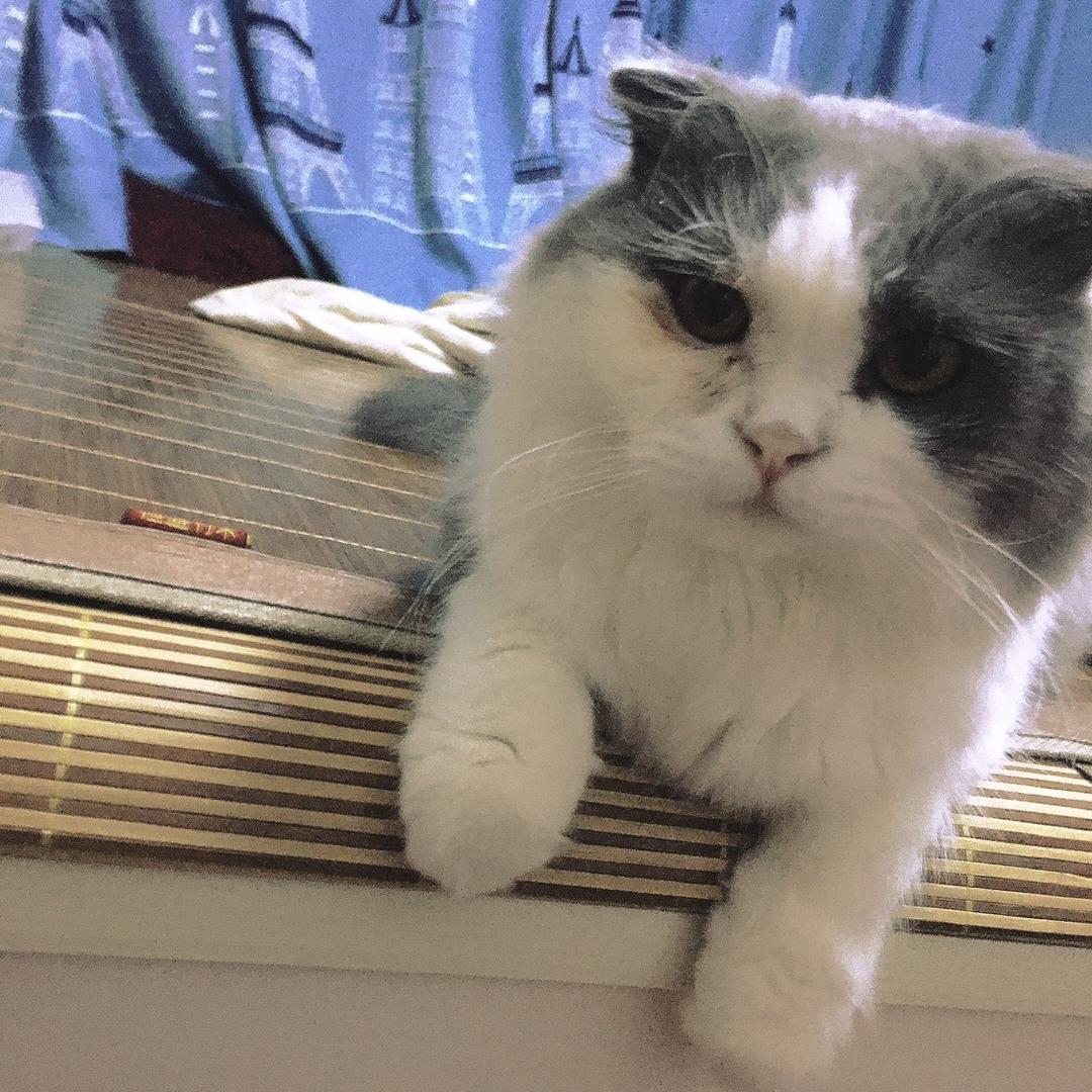 河流旁边的杨林