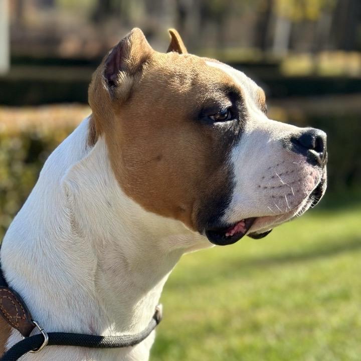 明珠斯塔福犬舍-九门