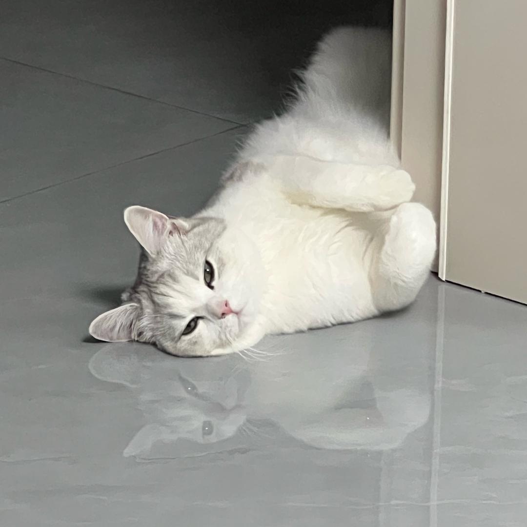 我叫猛猛鱼🐟