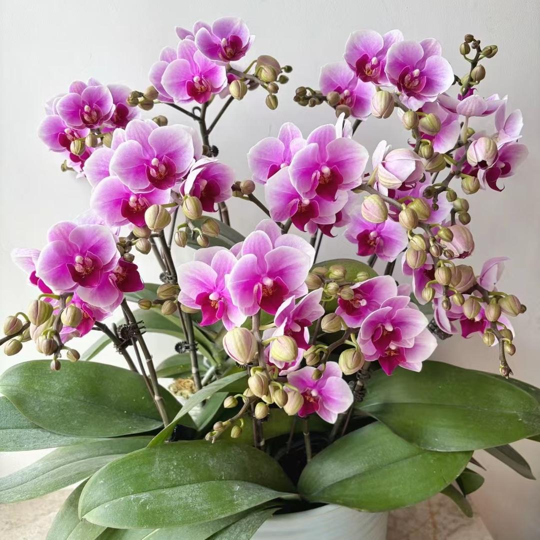 花兮伴生活馆