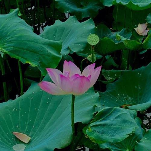 元江悠然