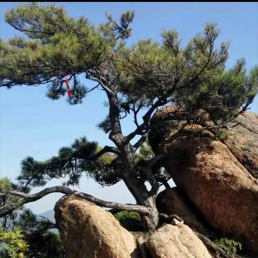 畅畅师兄6