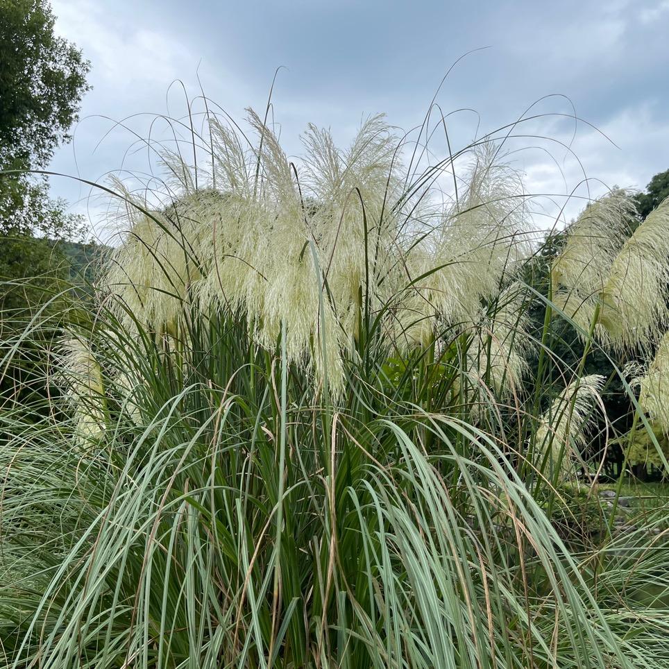 BV（全品类自然流）10