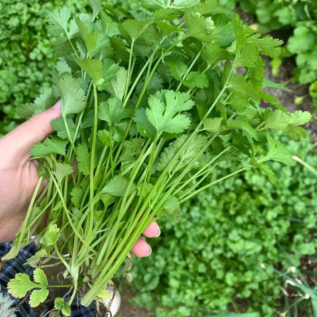 香菜
