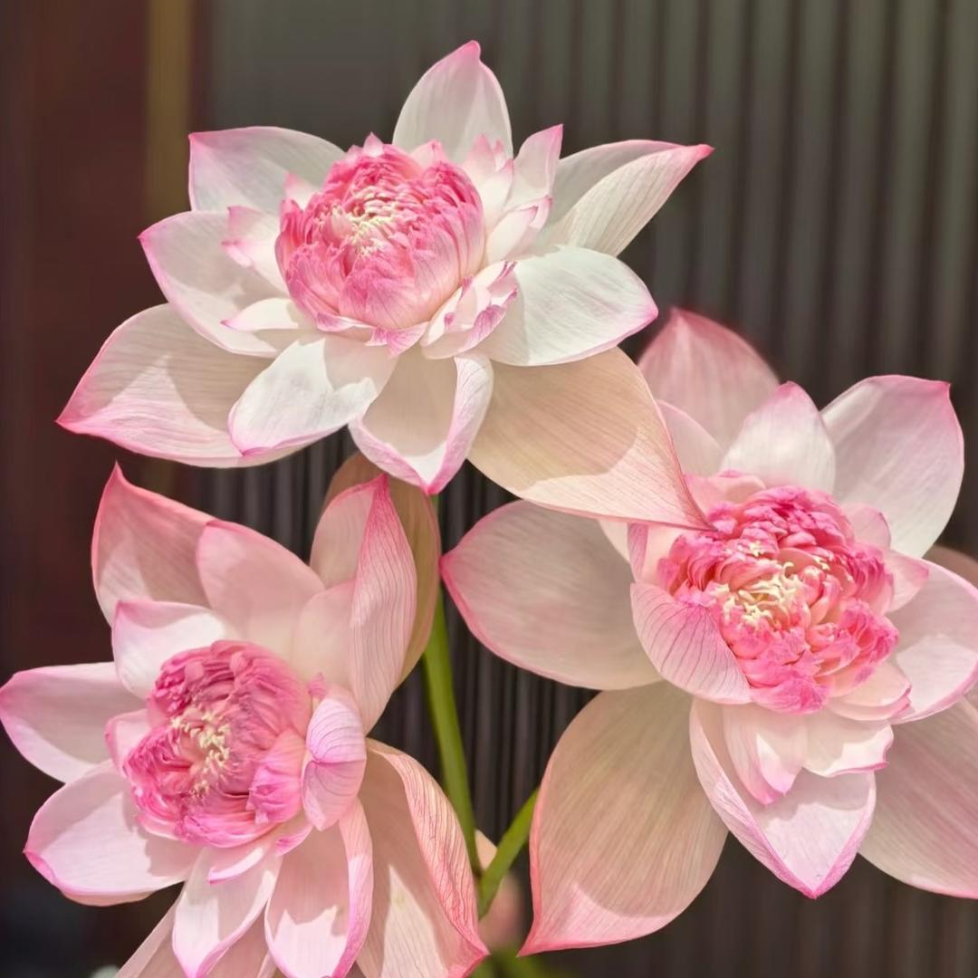 花好月圆美妆