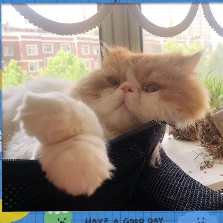 我的猫唔