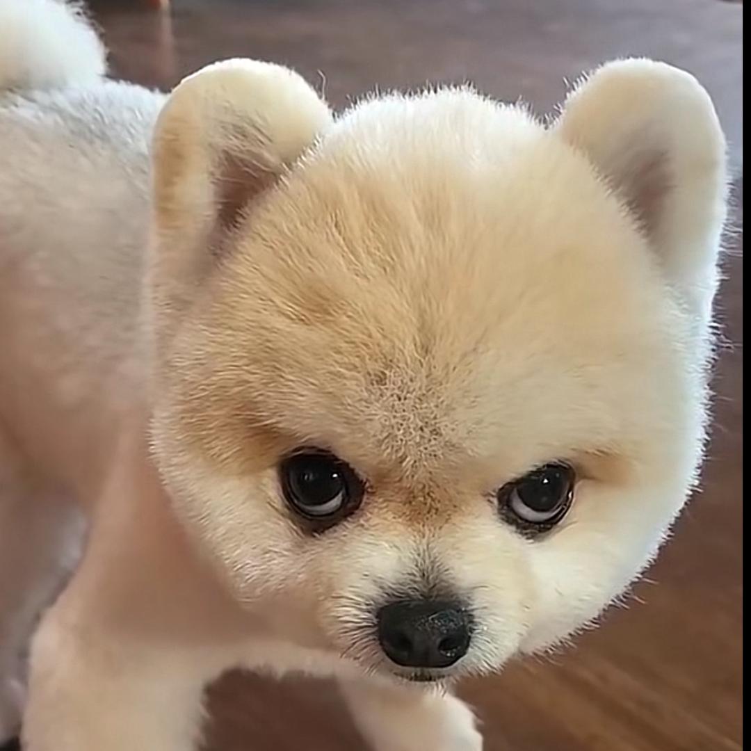 @博美🐶团子宠物零食