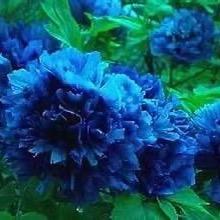花城方圆