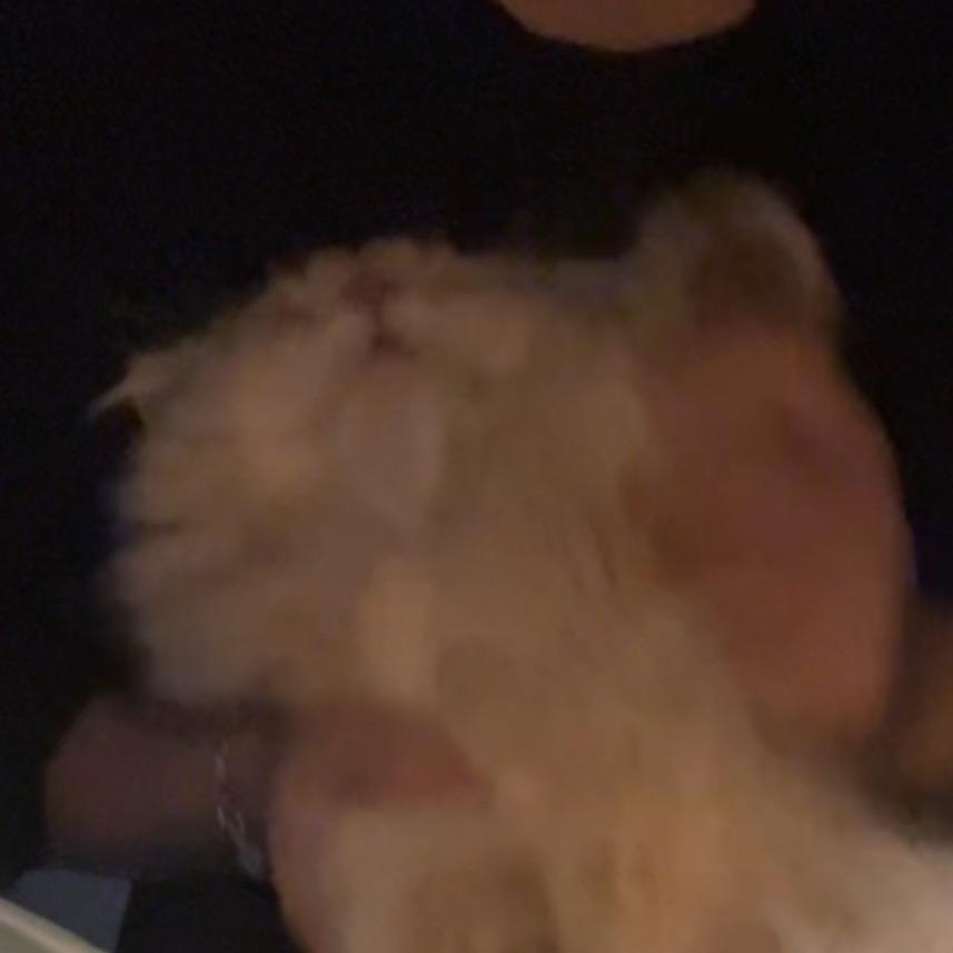 轮子