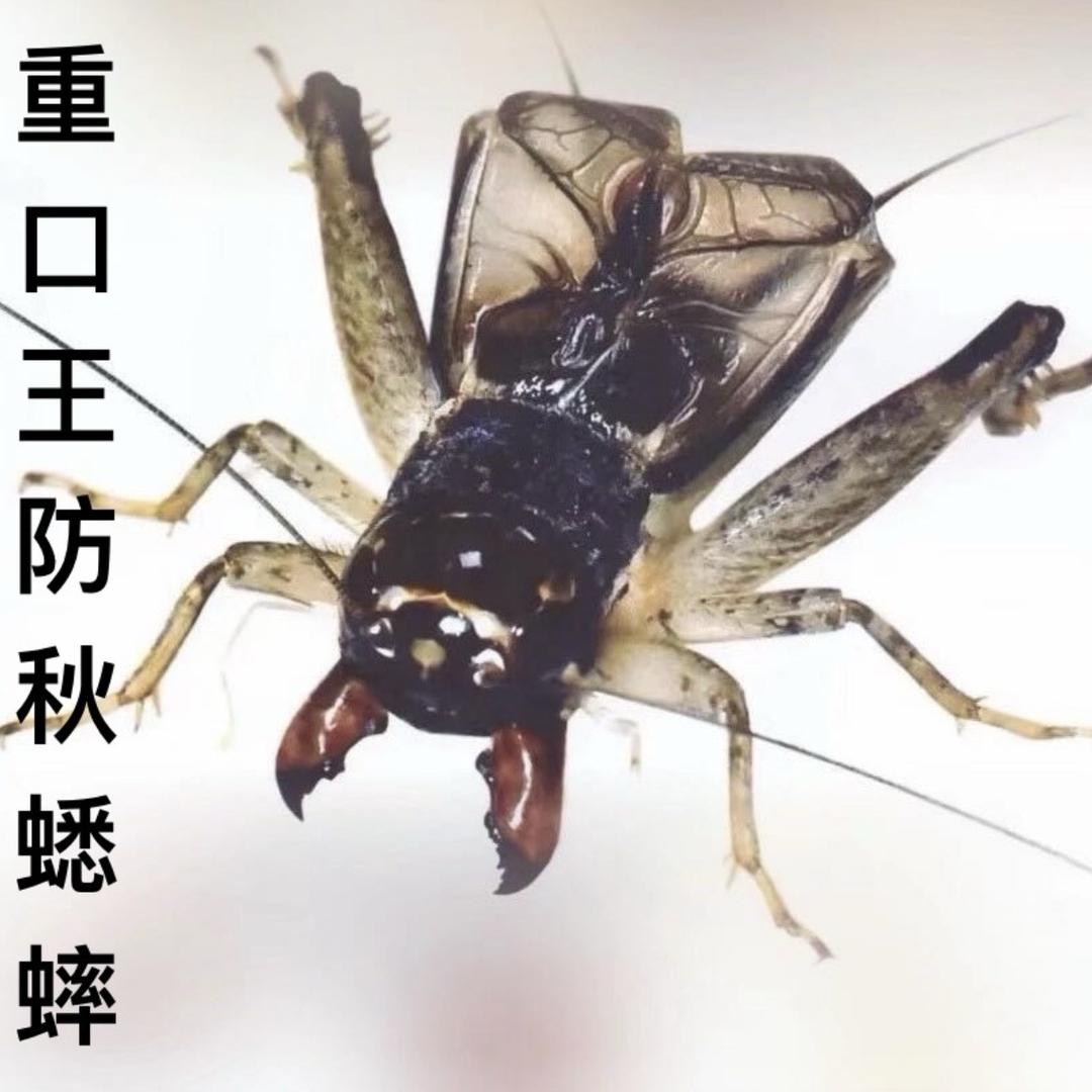 重口王