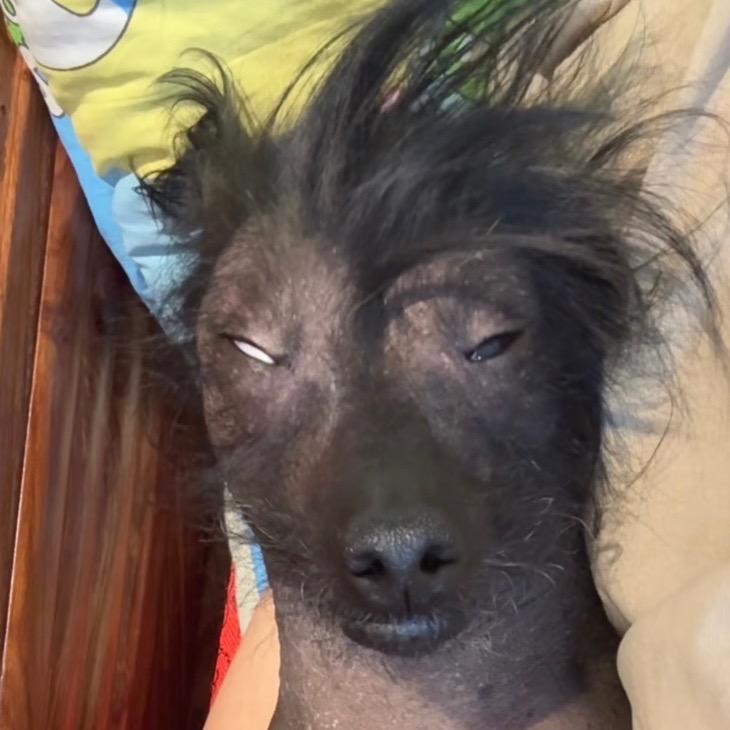 陈羽（三角洲行动）