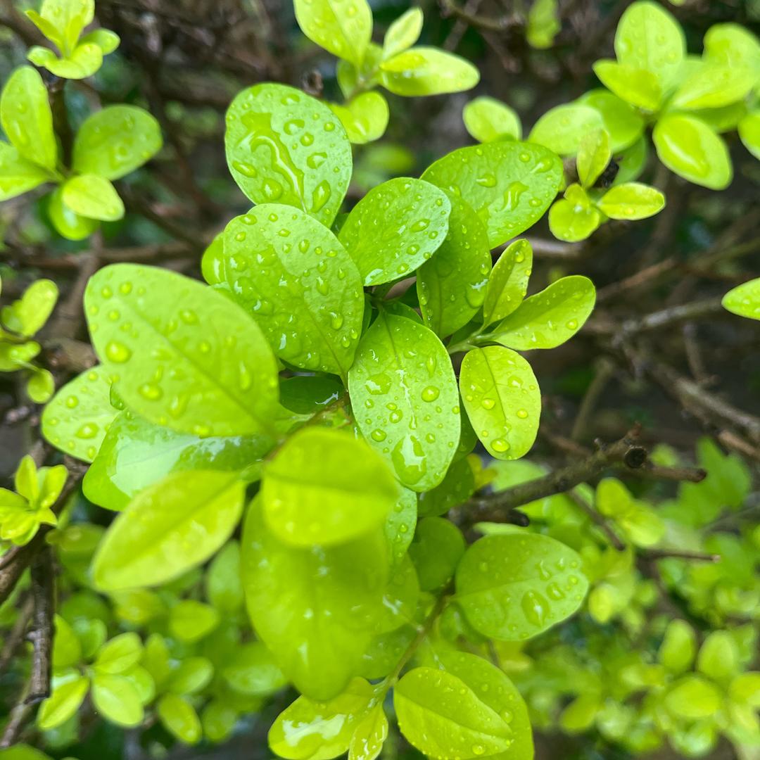 张小欧