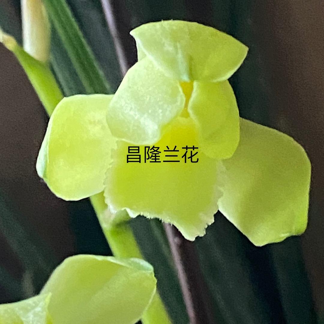 昌隆兰花