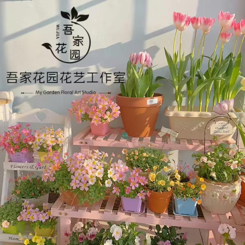 🌷吾家花园