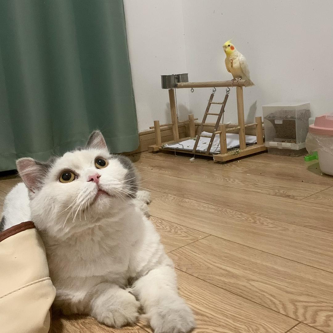 🌈🌈我家二毛最可爱🐱