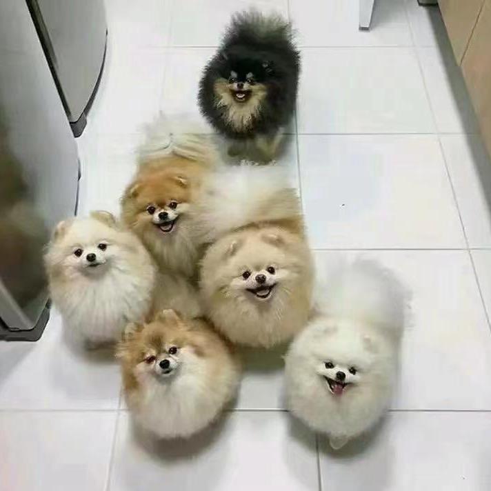 优家狗狗萌宠博美犬舍-直播号（宠物级）