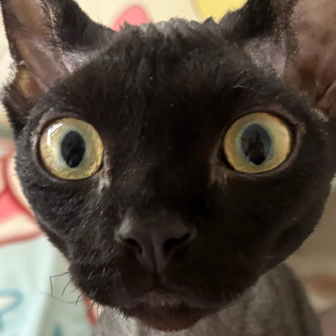 亲亲和她的小伙伴们🐱（爱宠时光）