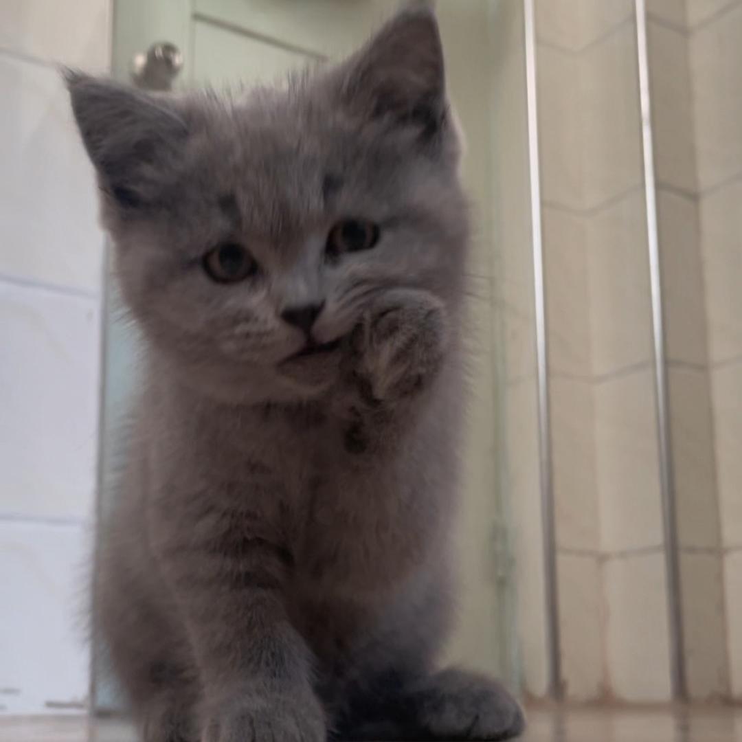 小懒猫