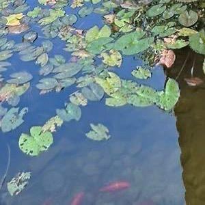 长颈鹿